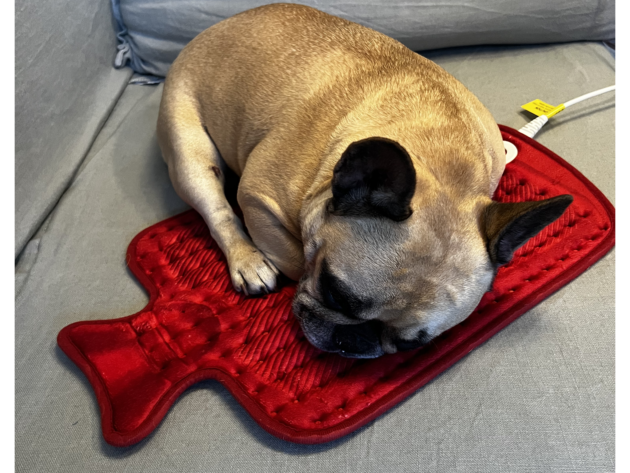 Hot water bottle for dogs pets at home best sale